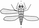 NCERT Solutions for Class 6 Maths Chapter 13 Symmetry 45